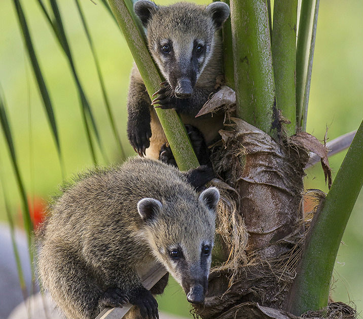 New Coati Cubs Play for Attention at Safari Park Times of San Diego