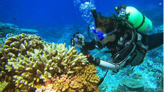 UCSD develops gel to attract coral larvae, encourage growth of reefs