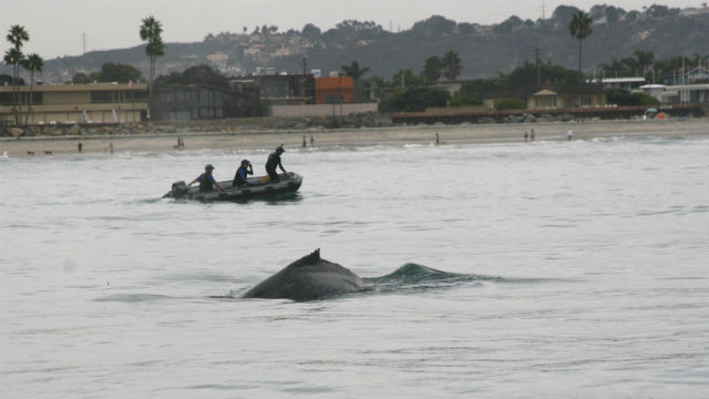 NOAA reports sharp increase in whale entanglements off U.S. Coasts