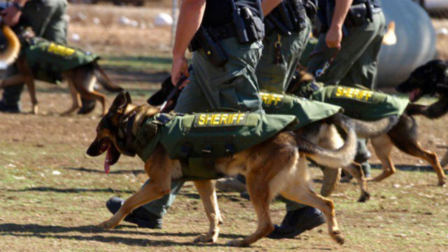 San Diego County sheriff seeks donations to outfit K-9s with bulletproof vests San Diego County sheriff seeks donations to outfit K-9s with bulletproof vests
