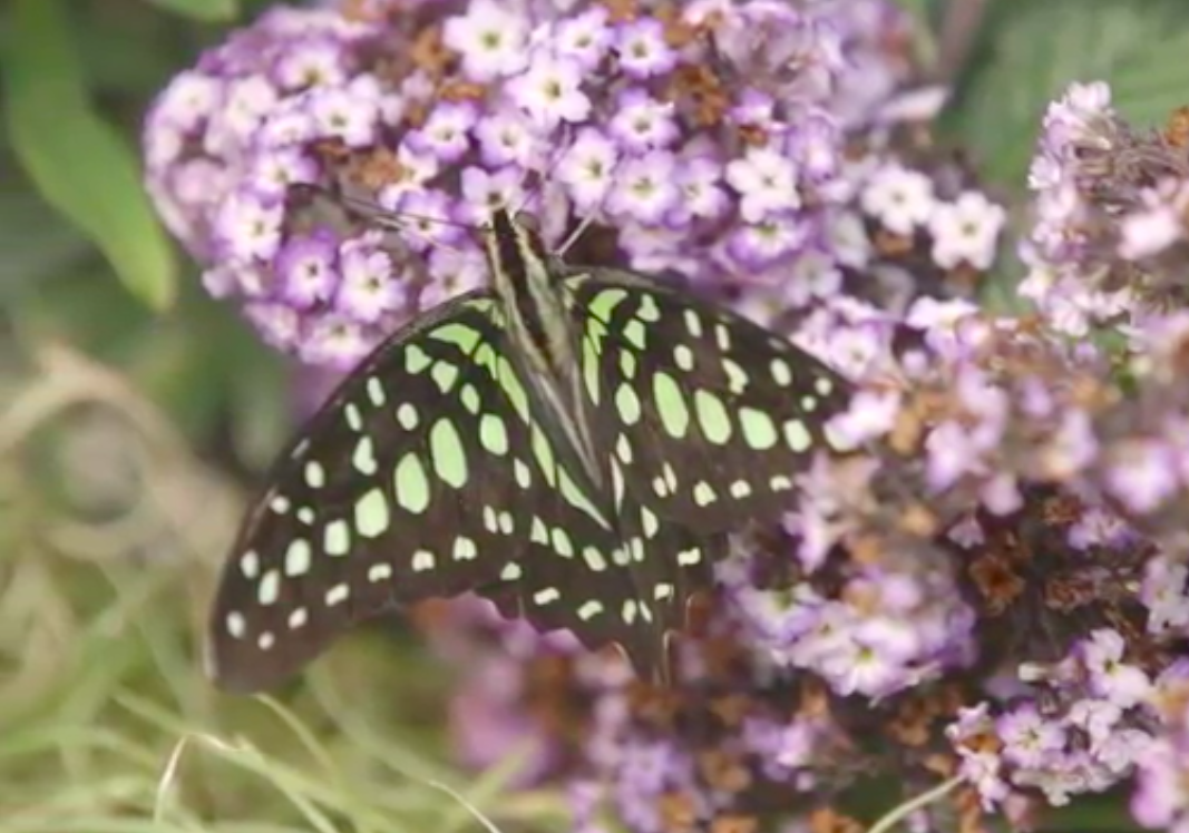 San Diego Zoo Prepares Dazzling 'Butterfly Jungle' Rain Forest Aviary