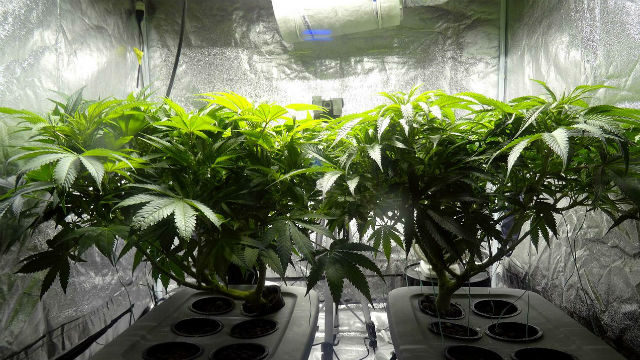 City Council Approves Rules for Marijuana Production Businesses - Times ...