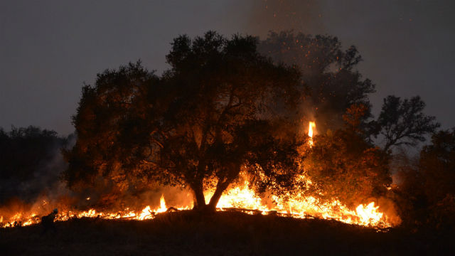 Trees burn in Thomas Fire