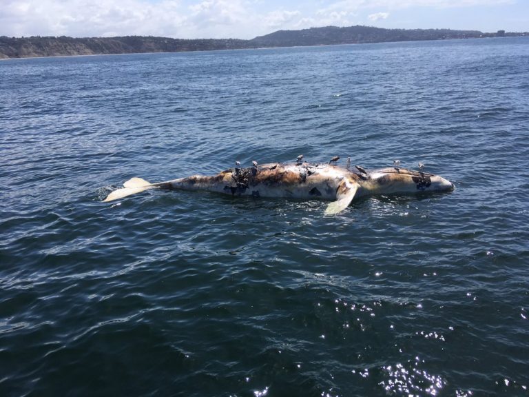 Dead Whale Found Off Black's Beach; Lifeguards Remove ...
