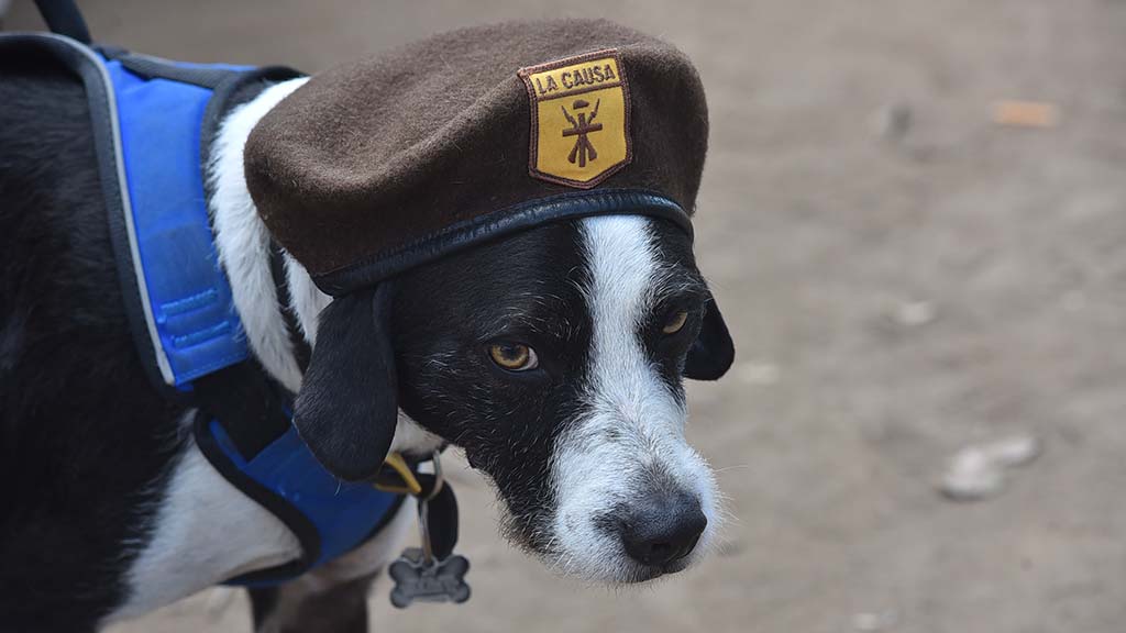 A dog at Chicano Park is outfitted for the rally and march.