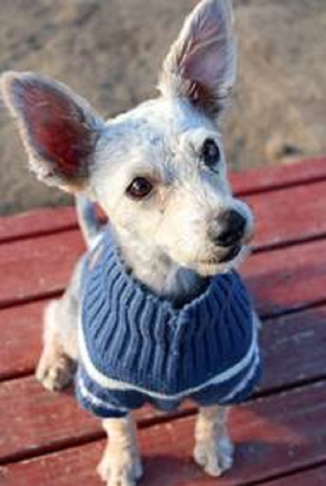 Helen Woodward Animal Center S Pets Without Walls Jan 23 Times Of