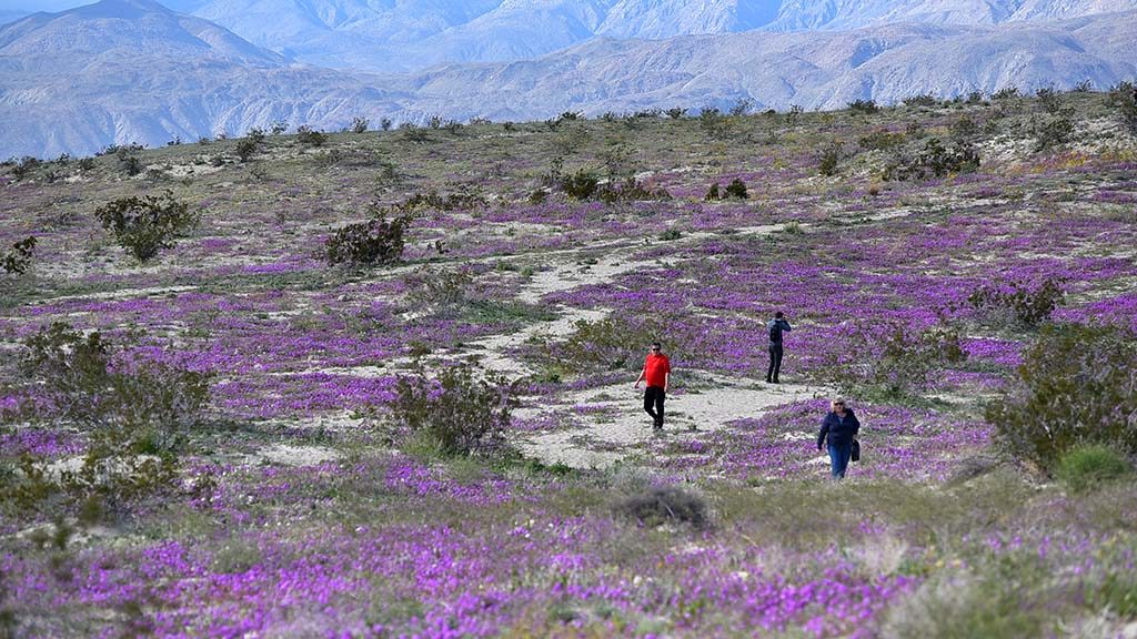 https://timesofsandiego.com/wp-content/uploads/2019/03/Borrego-wildflowers-11-1024x576.jpg
