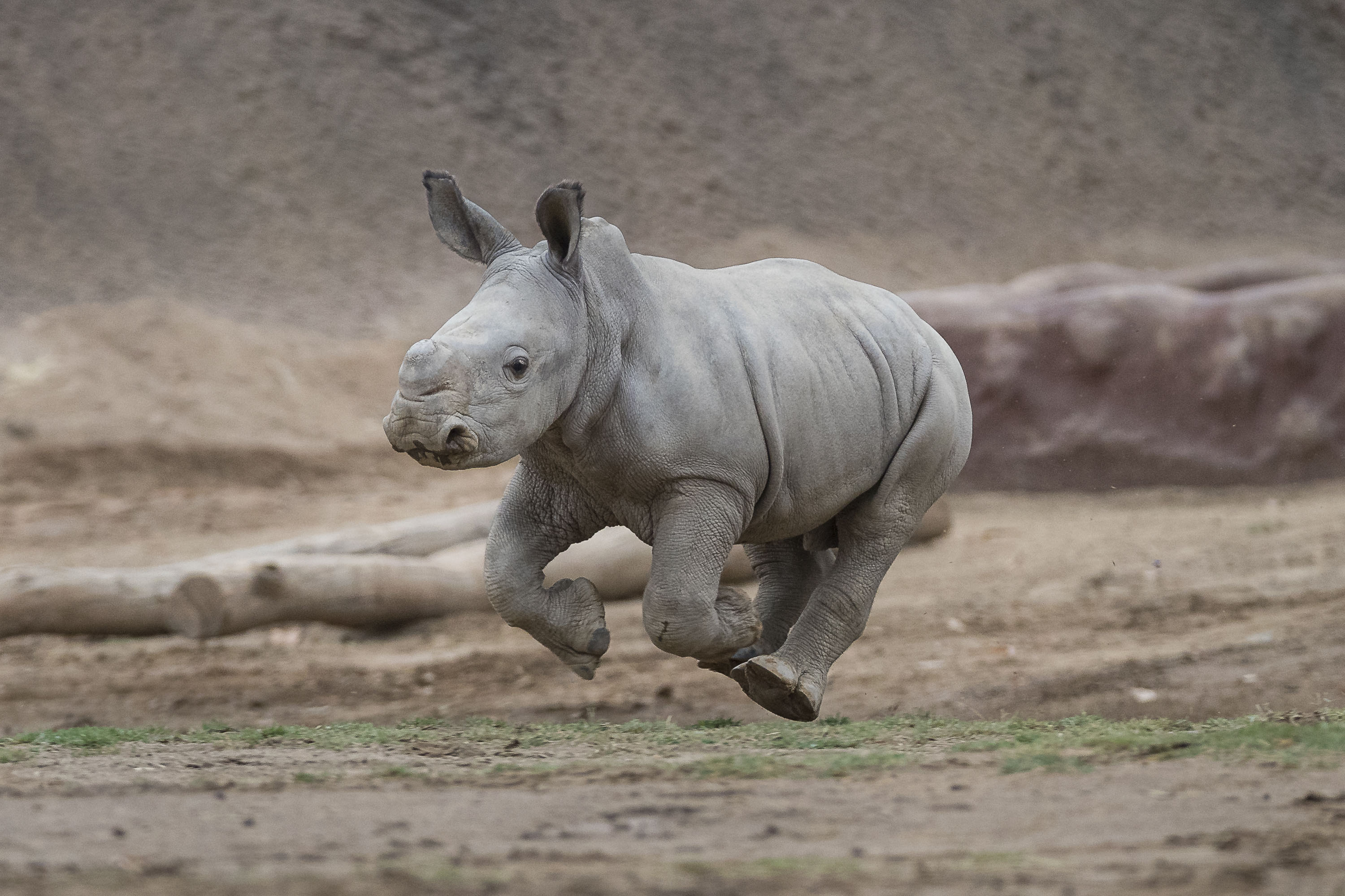 rhino san diego safari park
