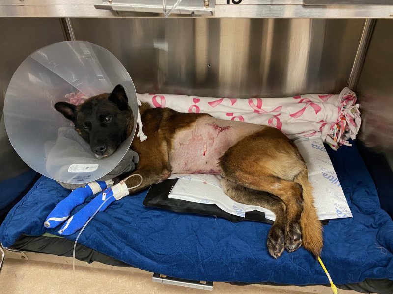 Police dog Titan recovering