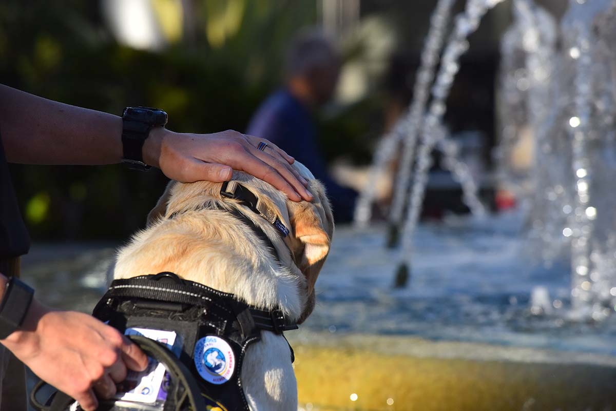 Dex is loved by handler La Mesa Police Department Lt. Katy Lynch. Photo by Chris Stone