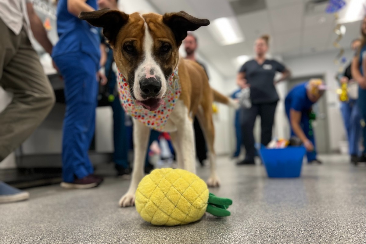 San Diego Humane Society Celebrates CancerFree Dog with 'Pawty