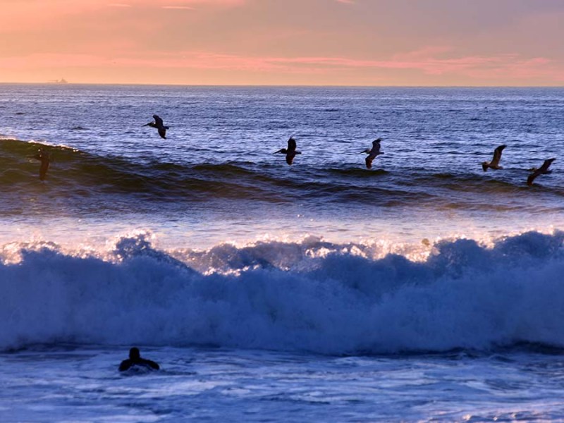 Pelicans ride the air waves near La Jolla's Windandsea Beach.