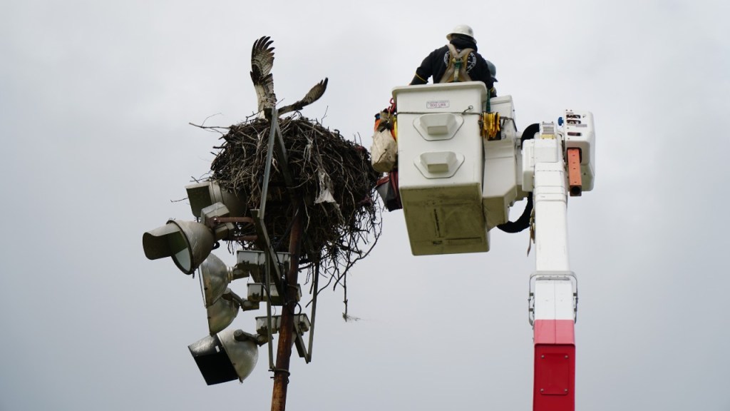 Rescuing the osprey