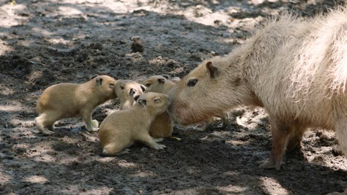 World's Largest Rodent': Four Adorable Capybara Pups Born at San Diego Zoo  - Times of San Diego