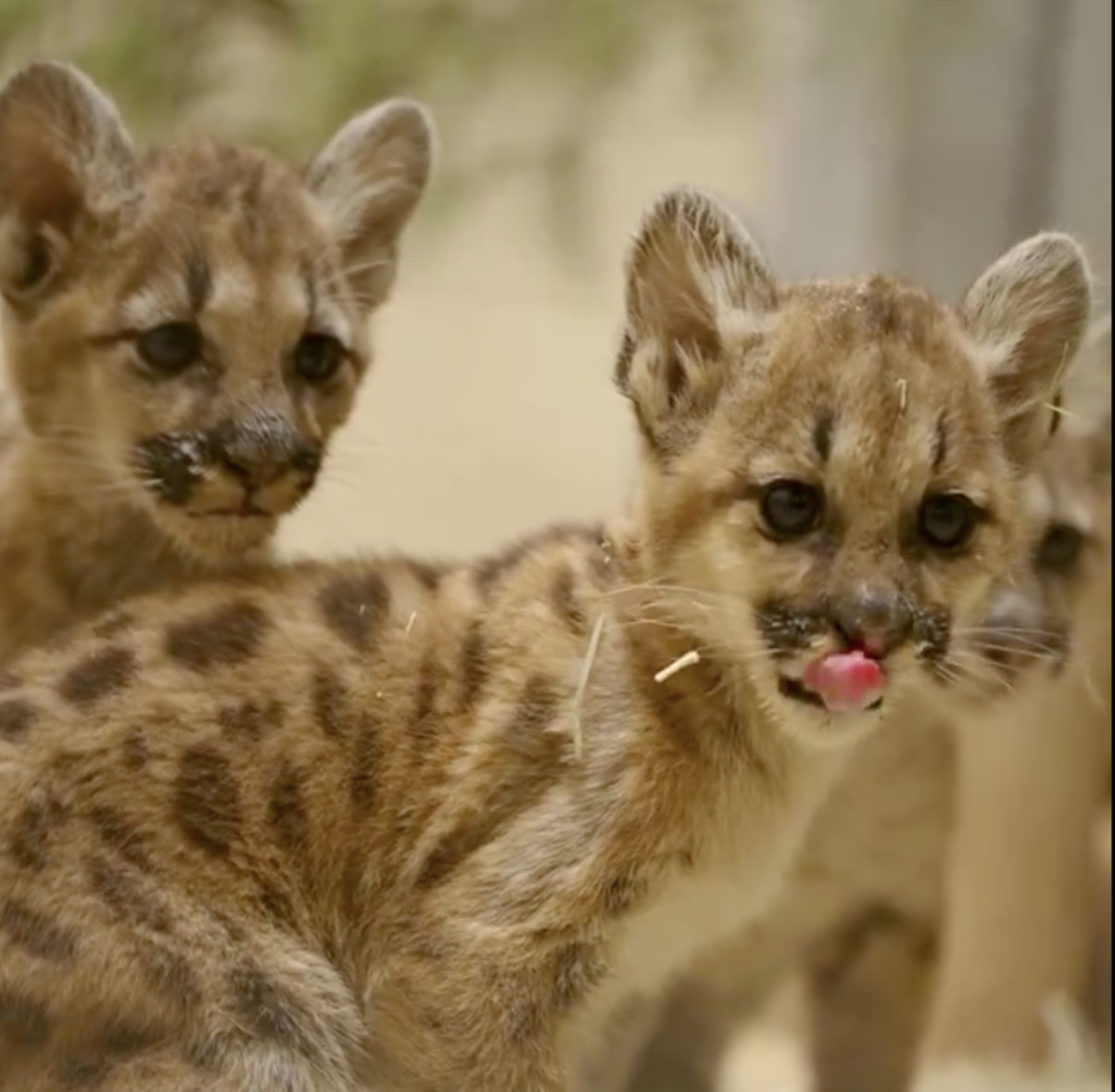 Orphaned Mountain Lion Cubs Find New Home at San Diego Zoo Safari Park