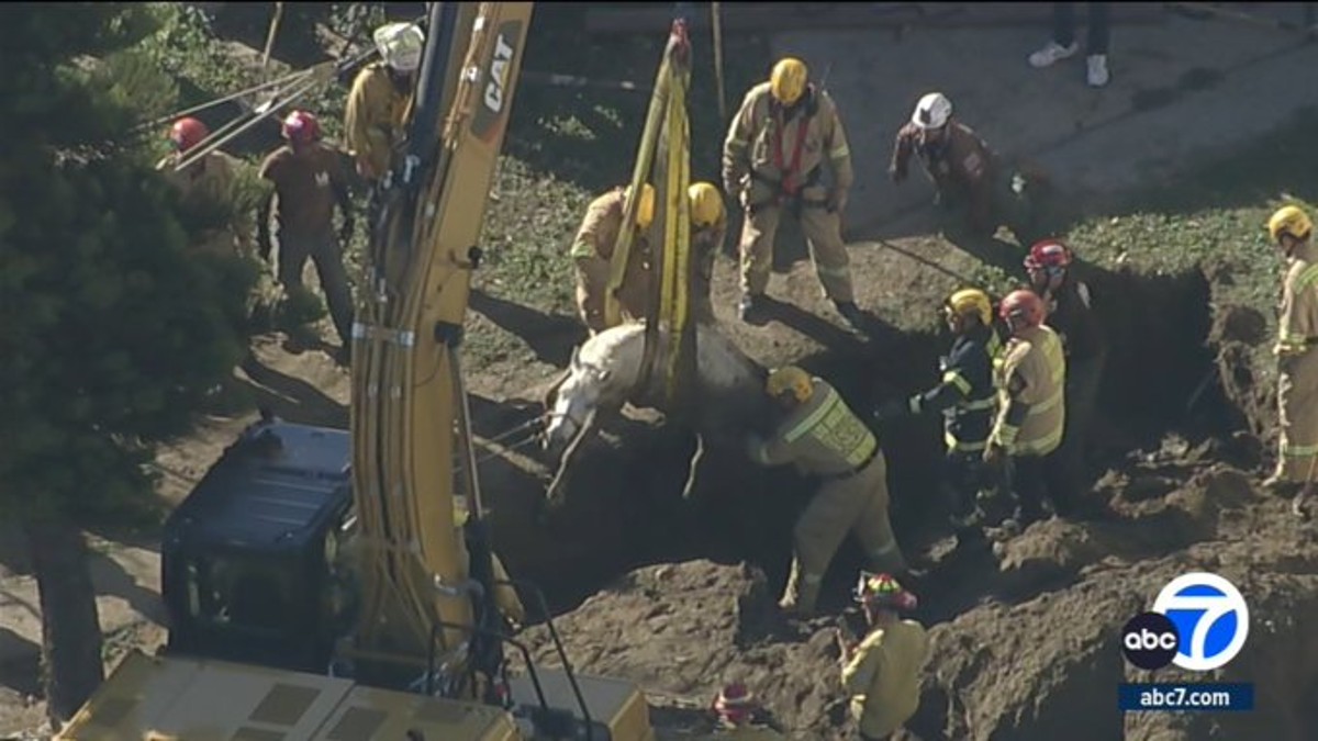 Horse Named ‘Fortunate’ Trapped for Hours in Yard Sinkhole Hoisted to Security in LA