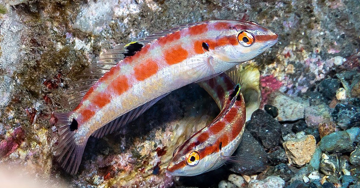 Scripps Scientist Part of Team That Discovers New Species of Tropical Fish - Vimarsana News