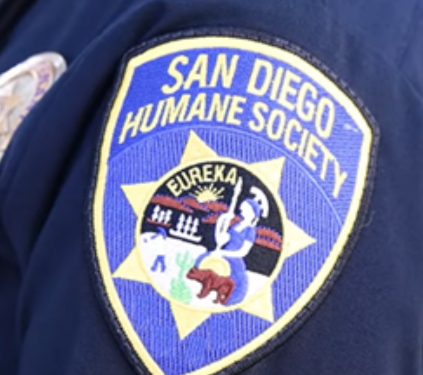San Diego Humane Society takes on huskies, Yorkies in already crowded shelters