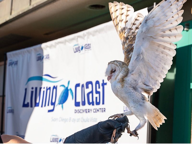 Search underway for Living Coast’s next executive director Search underway for Living Coast’s next executive director