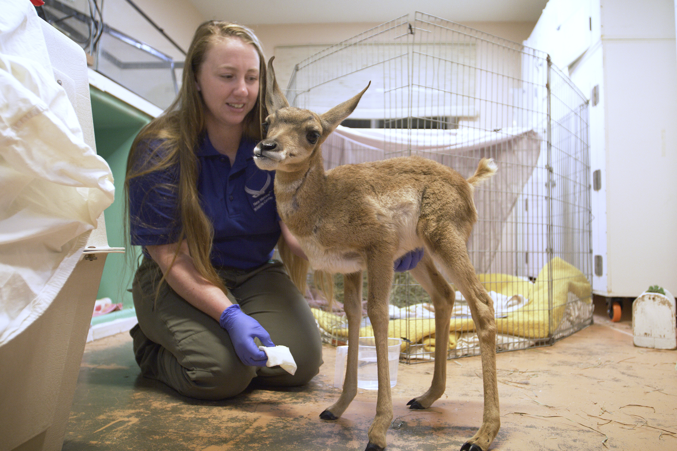 San Diego Zoo Safari Park takes in American pronghorn fawn