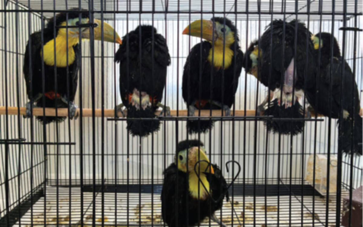 San Ysidro man charged with smuggling 14 toucans in car dashboard