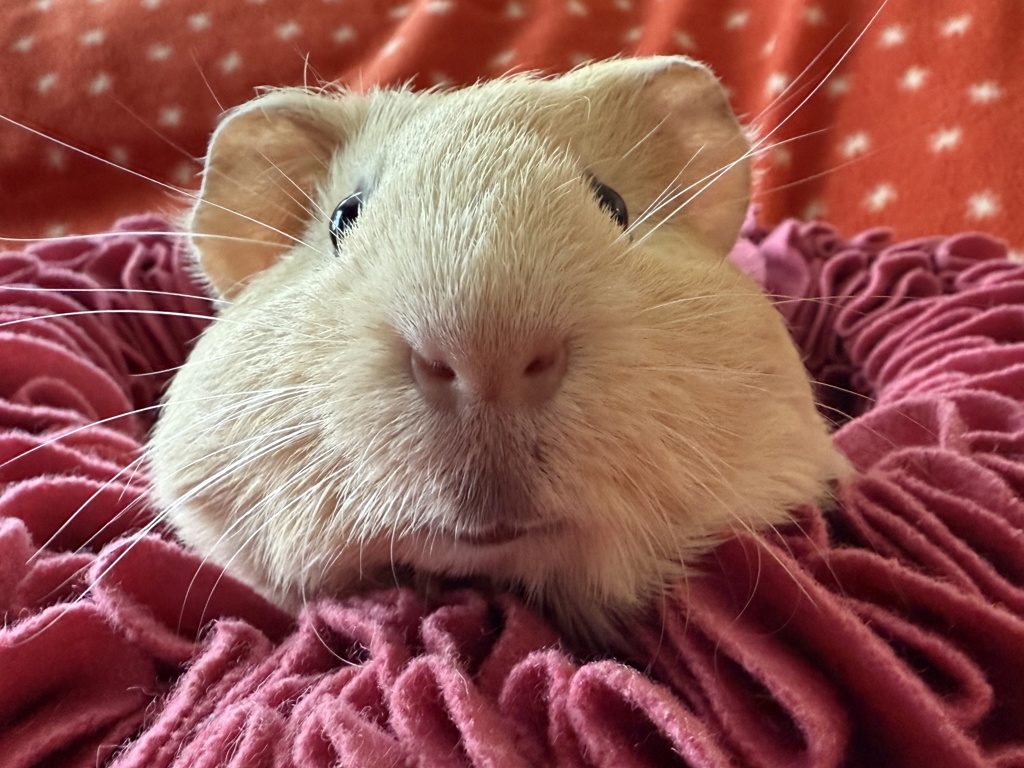 San Diego Humane Society asks community to consider adopting small pets