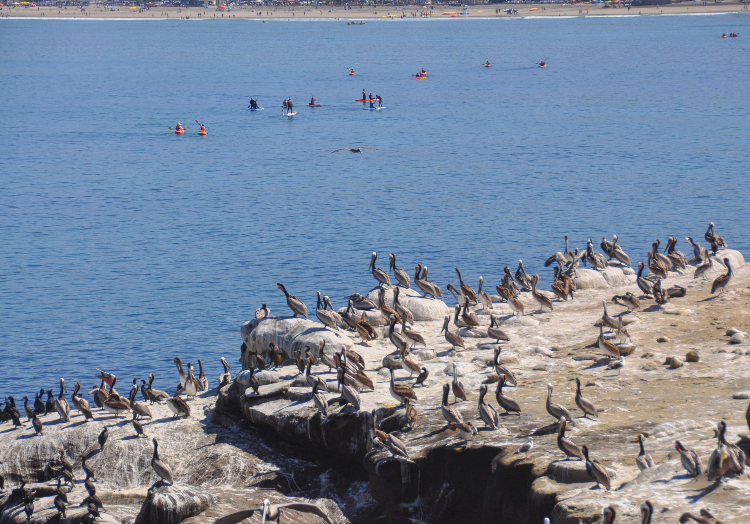 Starving seabirds line San Diego&rsquo;s coast. Rising ocean temperatures are to blame