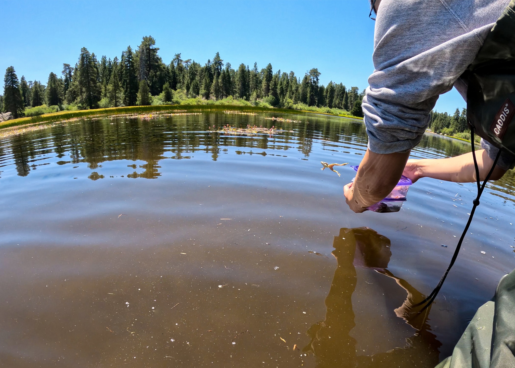 Hundreds of endangered frogs released into wild in multi-agency effort