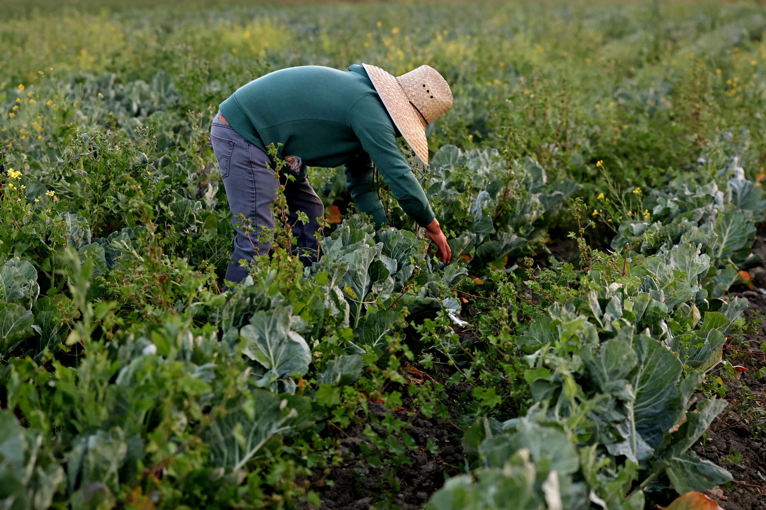 California bill aims to crack down on predatory labor traffickers