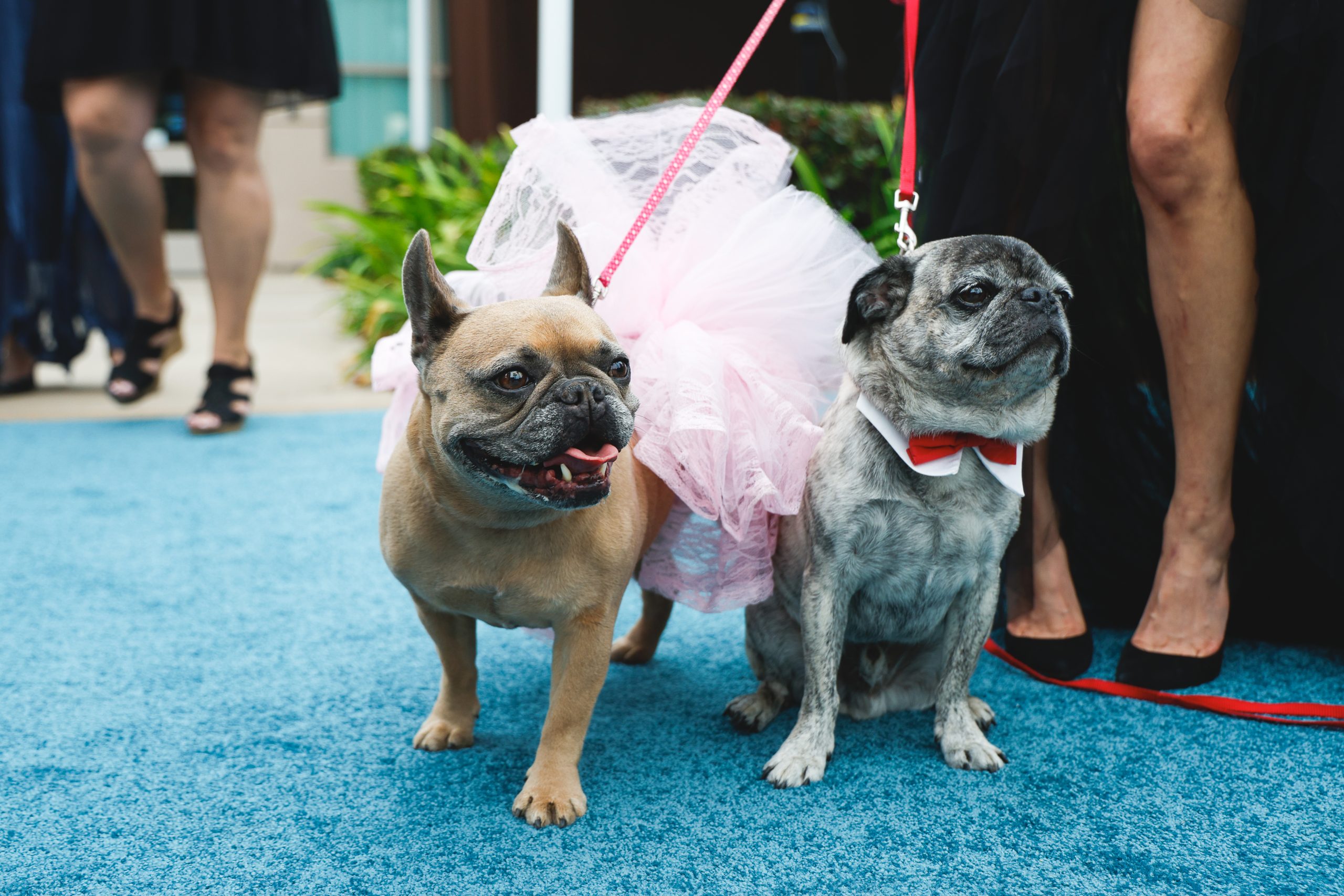 &lsquo;Highly desirable&rsquo; dog breeds appearing at San Diego Humane Society