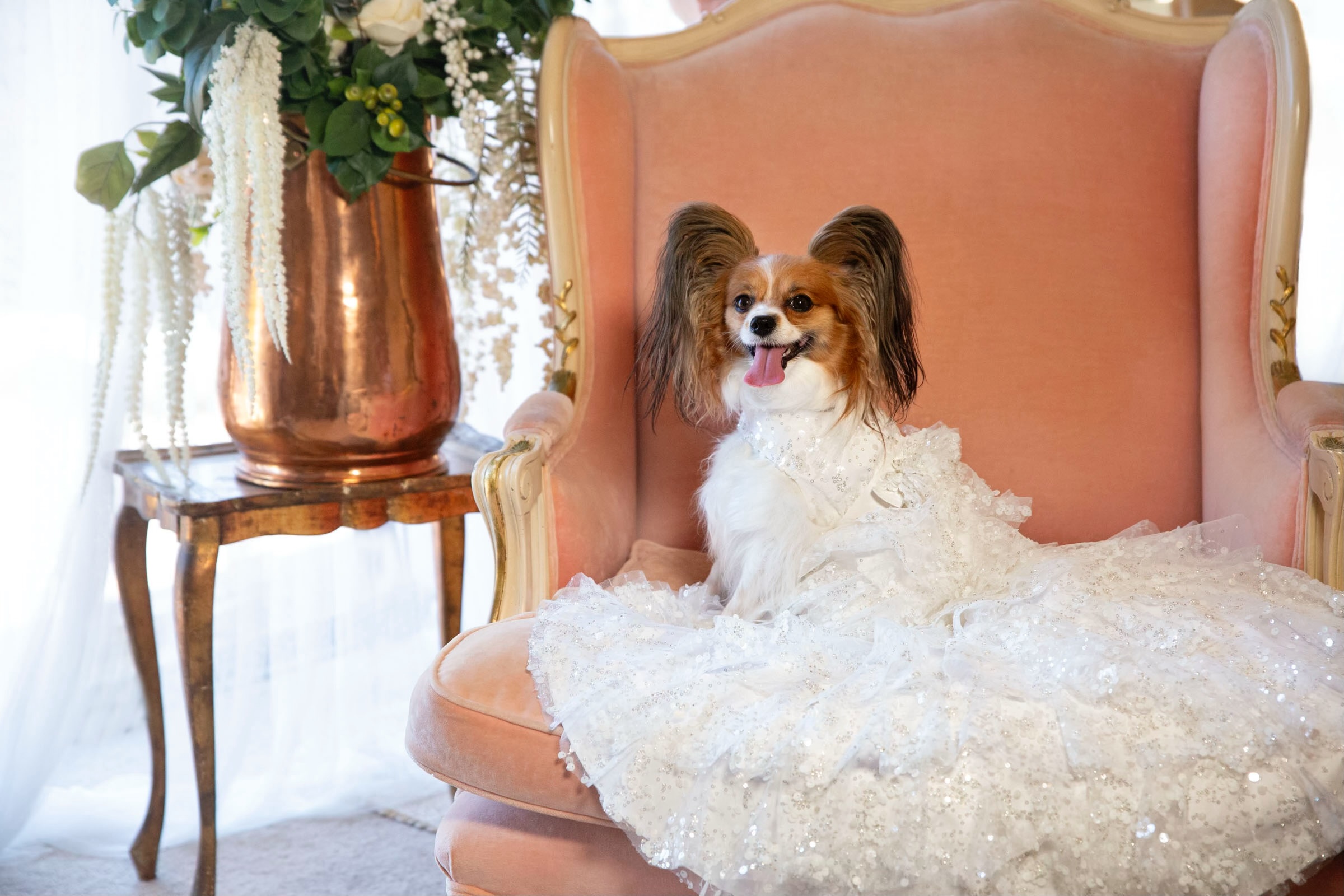 Dog couture takes flight with designer Christiann Moore&rsquo;s Papillon Style