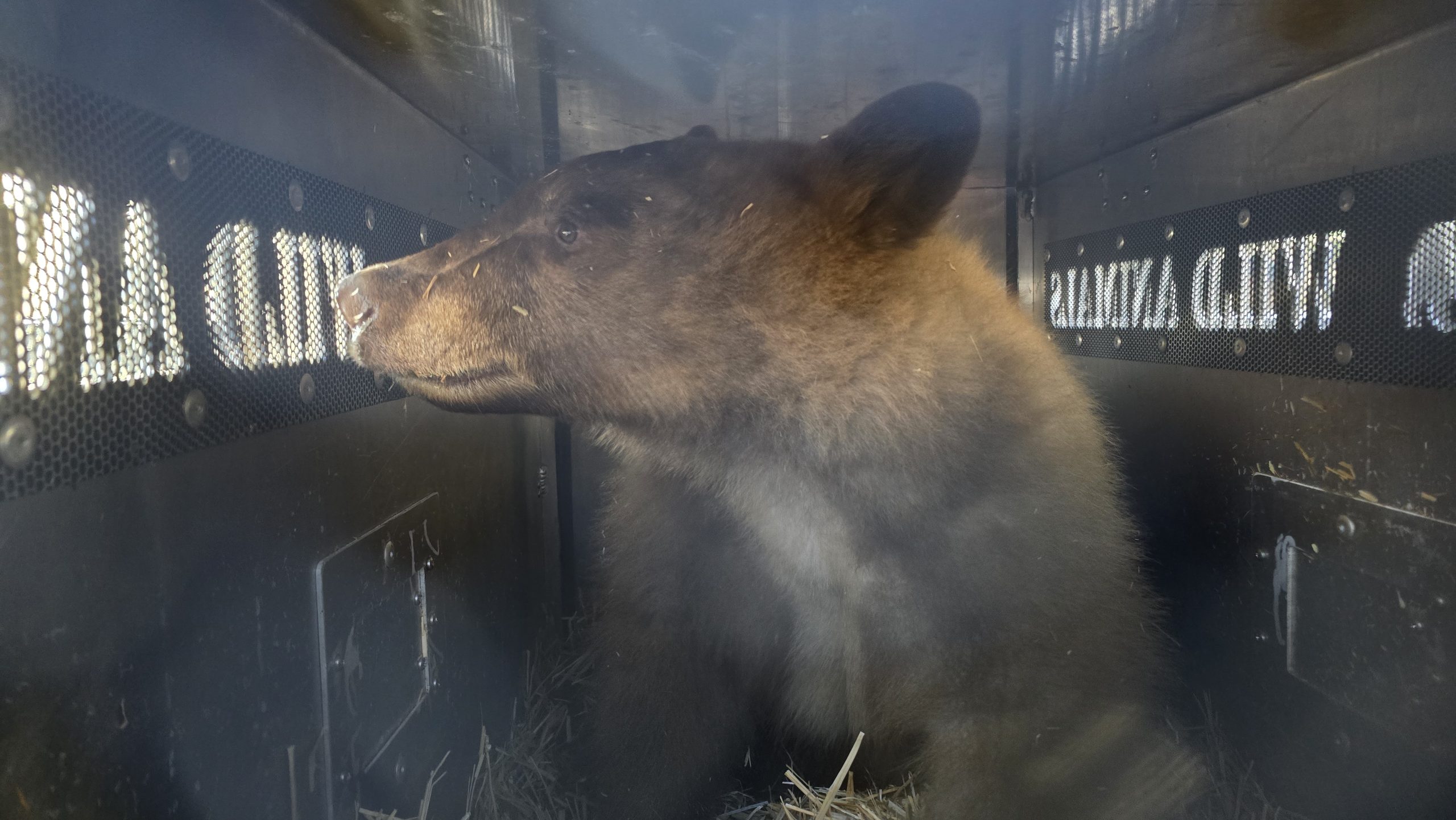 Orphaned bear cubs move to Sonoma County Wildlife Rescue from Ramona