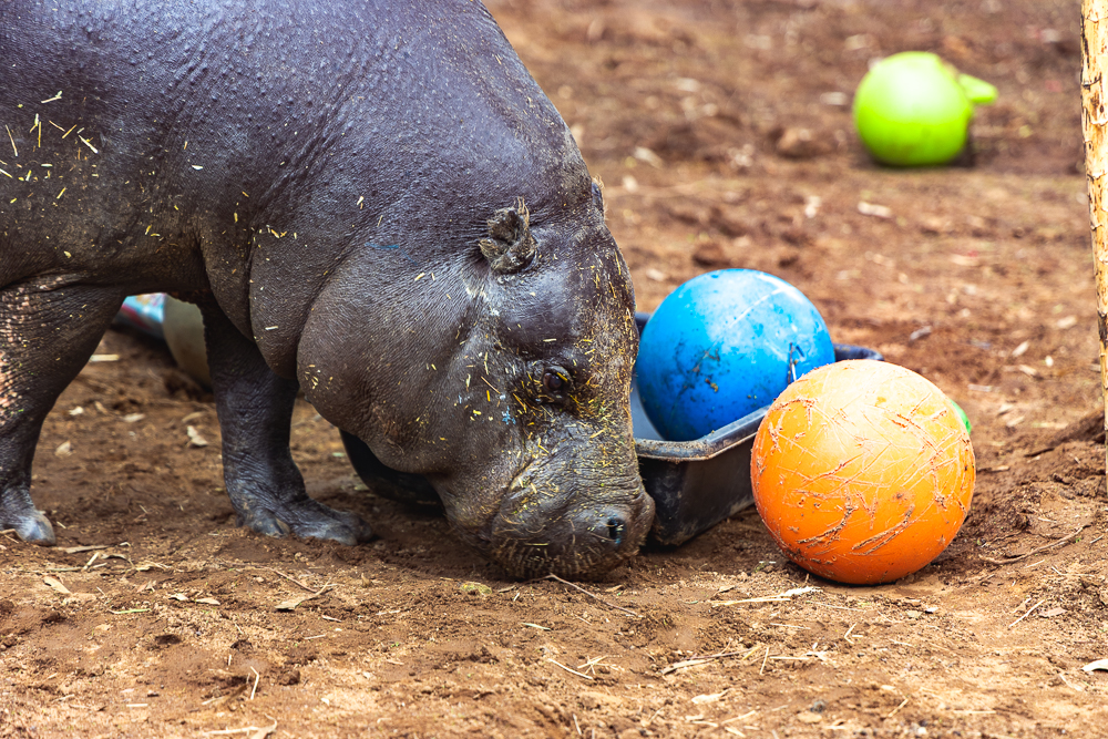 San Diego Humane Society celebrates world's oldest pygmy hippo in captivity