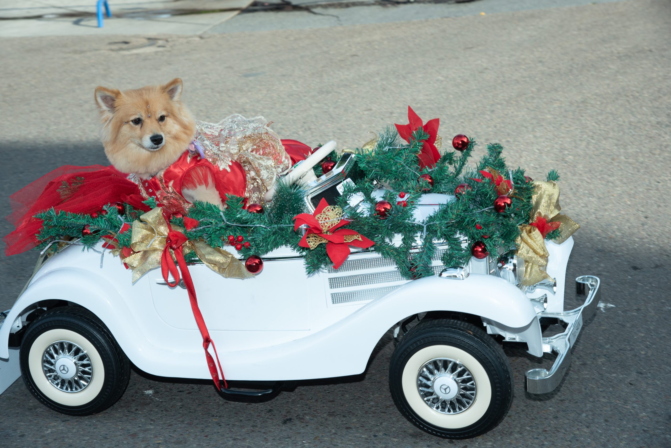 Furry fashion reigned at the annual Pet Parade in Gaslamp Quarter - Times of San Diego