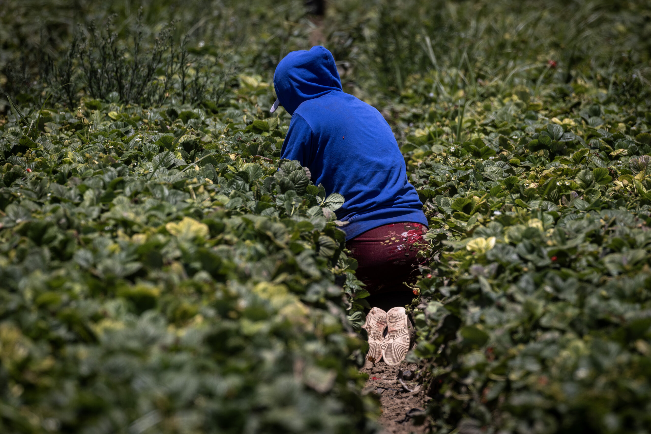 Pese a nuevas reglas de California sobre pesticidas, aumentan las aplicaciones de peligroso fumigante