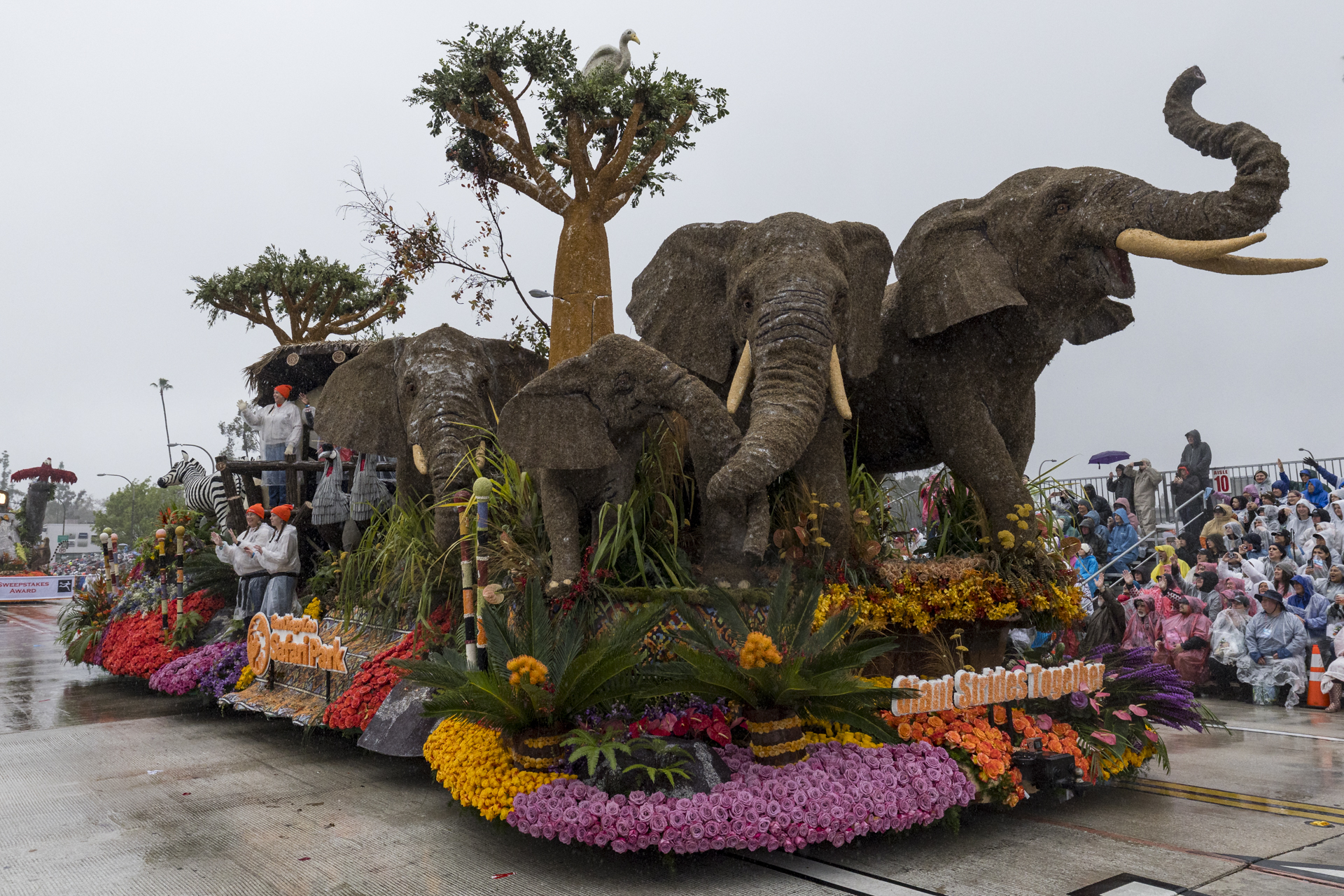 San Diego Zoo Wildlife Alliance wins Grand Marshal Award at 137th Rose Parade