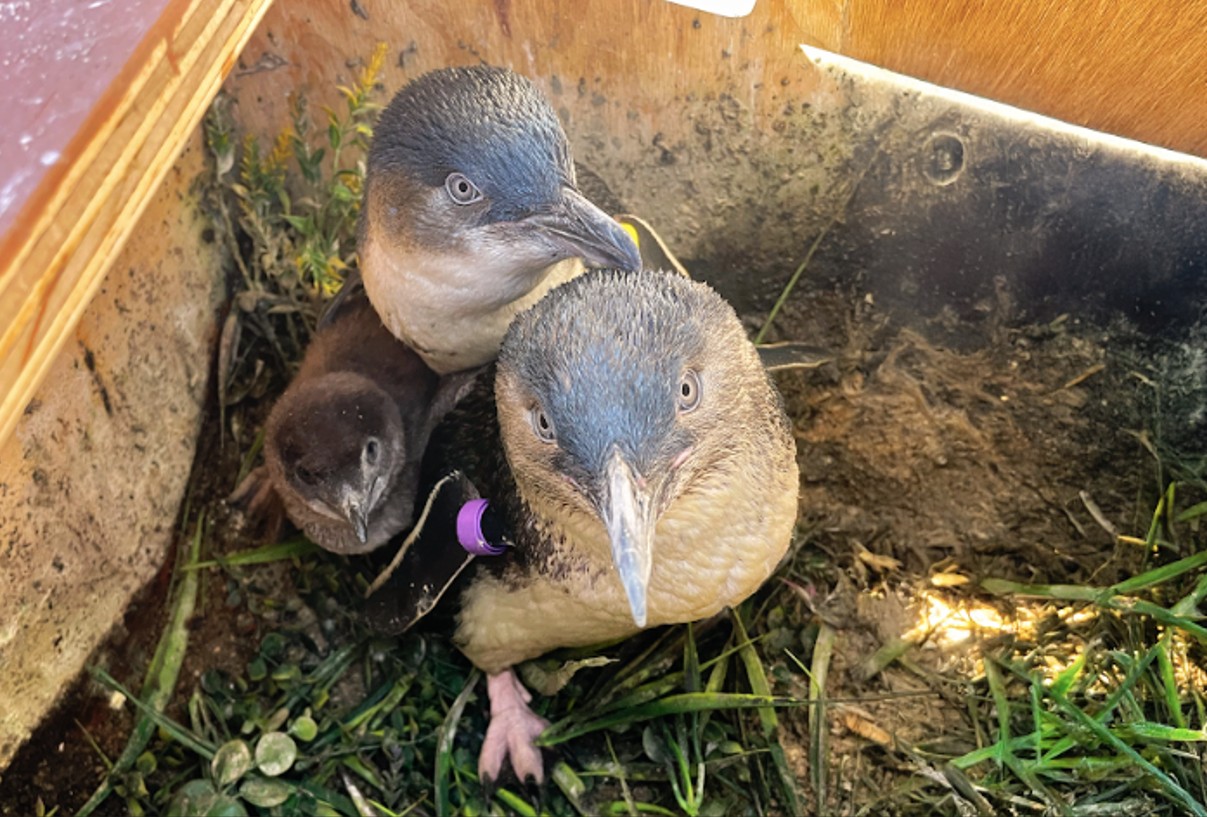 Birch Aquarium marks milestone for littlest of Little Blue Penguins