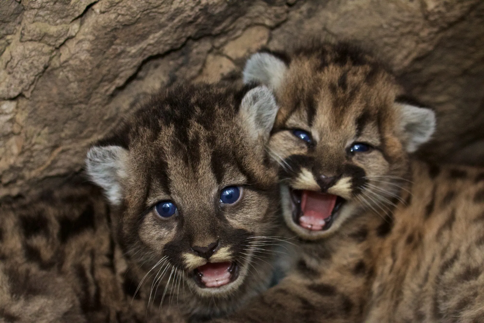 California grants new protections to Southern California mountain lions