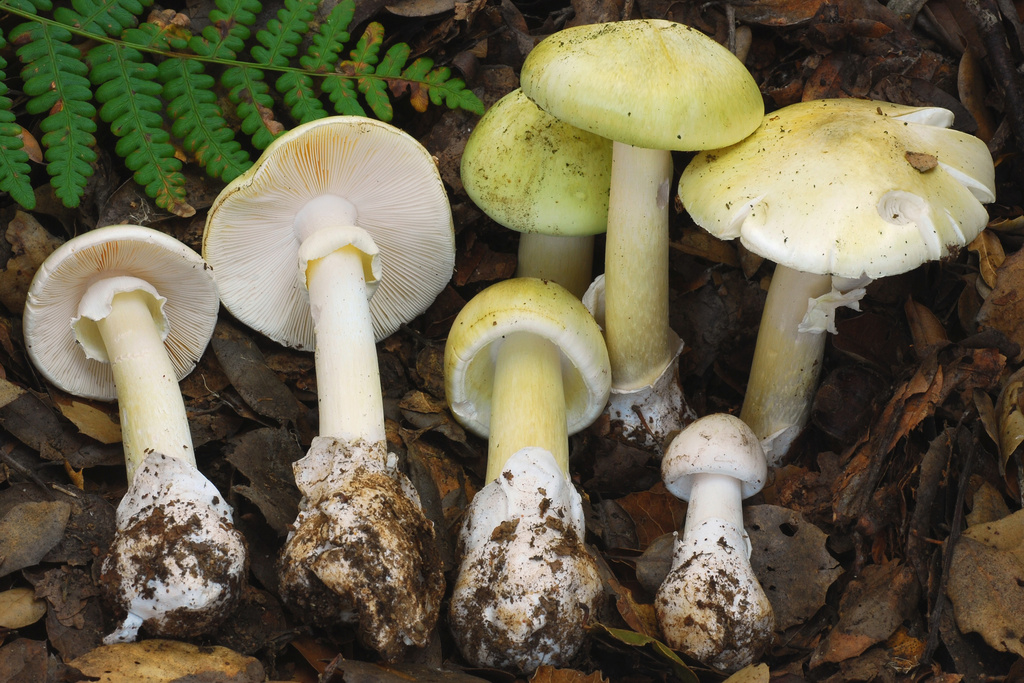 Mushroom foraging is on the rise statewide, county says &mdash;&nbsp;as is mushroom poisoning
