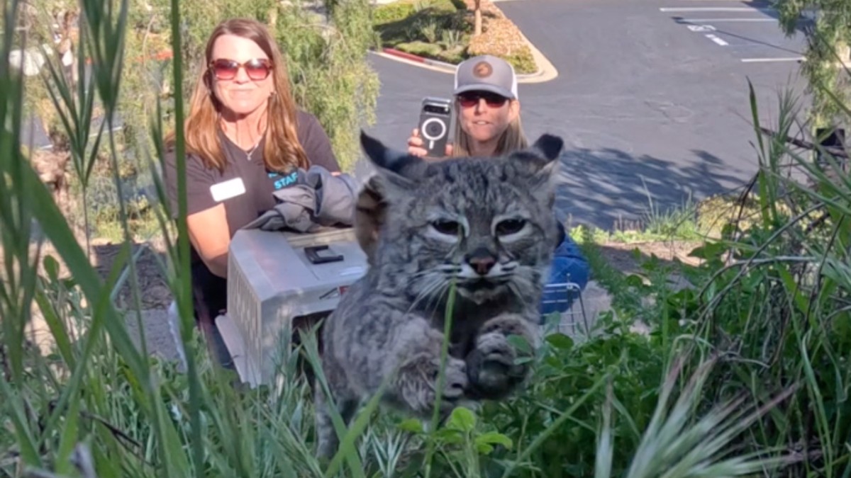 Nearly dead bobcat kitten found in bushes rejoins wild after SD Humane rehab Nearly dead bobcat kitten found in bushes rejoins wild after SD Humane rehab