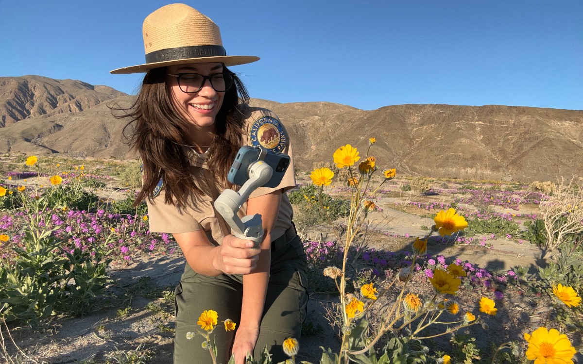 Is a superbloom coming? Why San Diego’s desert wildflowers won’t be rushed