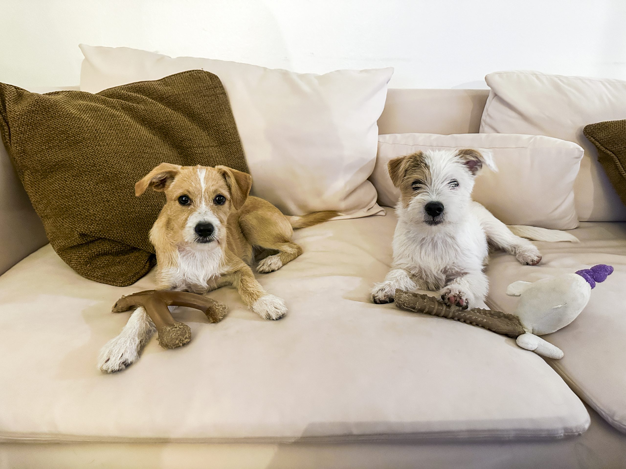 Meet the Puppy Bowl MVPs before the big game — and help local shelter pets