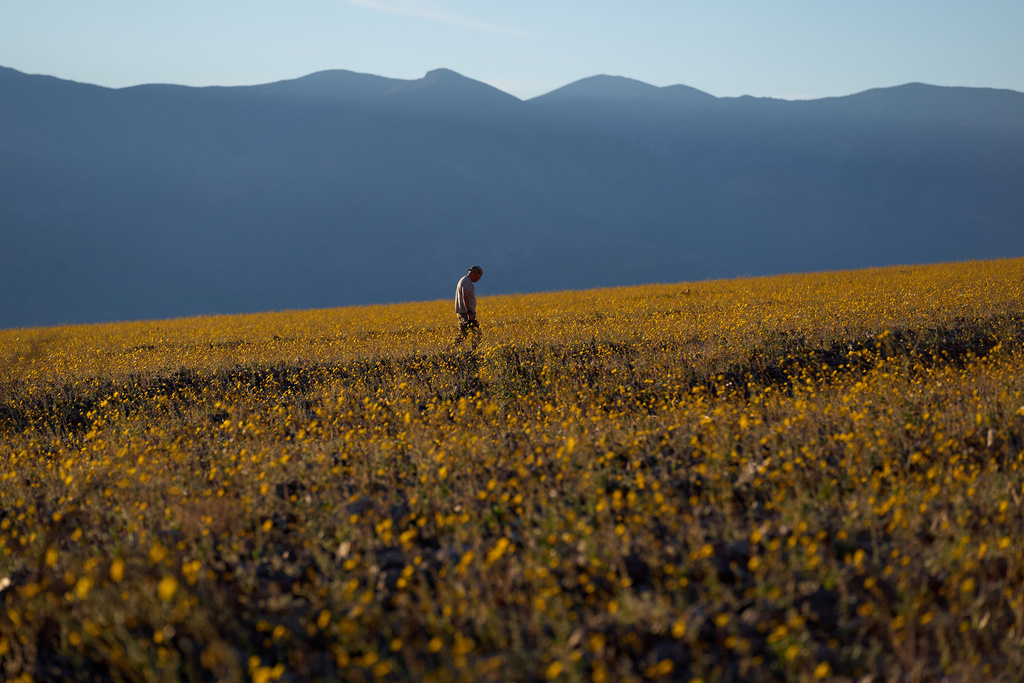 Wildflowers are blooming in the driest place in North America &mdash; but not for long
