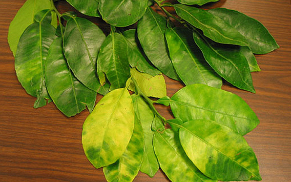 California declares new citrus quarantine in Ramona California declares new citrus quarantine in Ramona