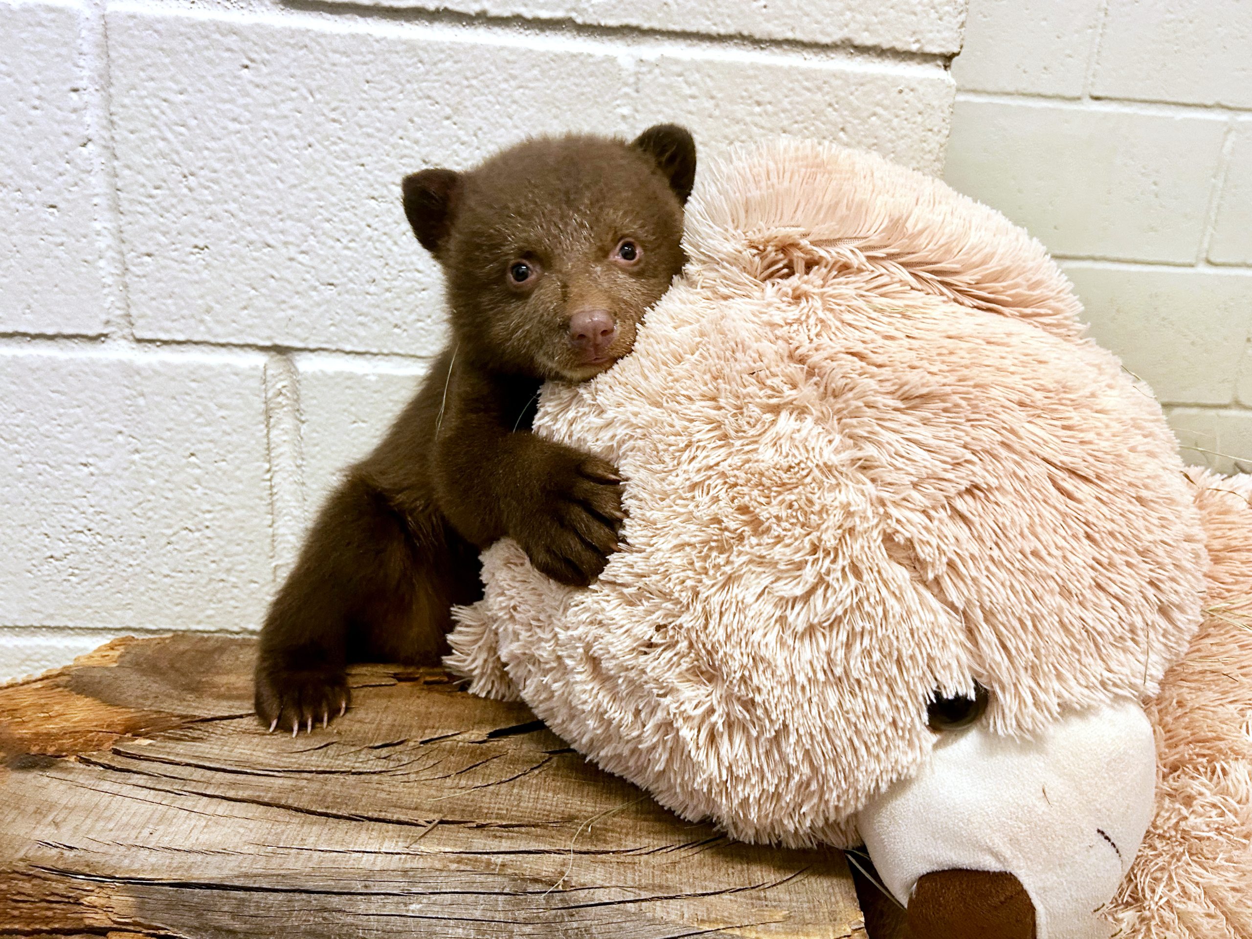 Humane Society takes in two orphaned bear cubs from Monrovia