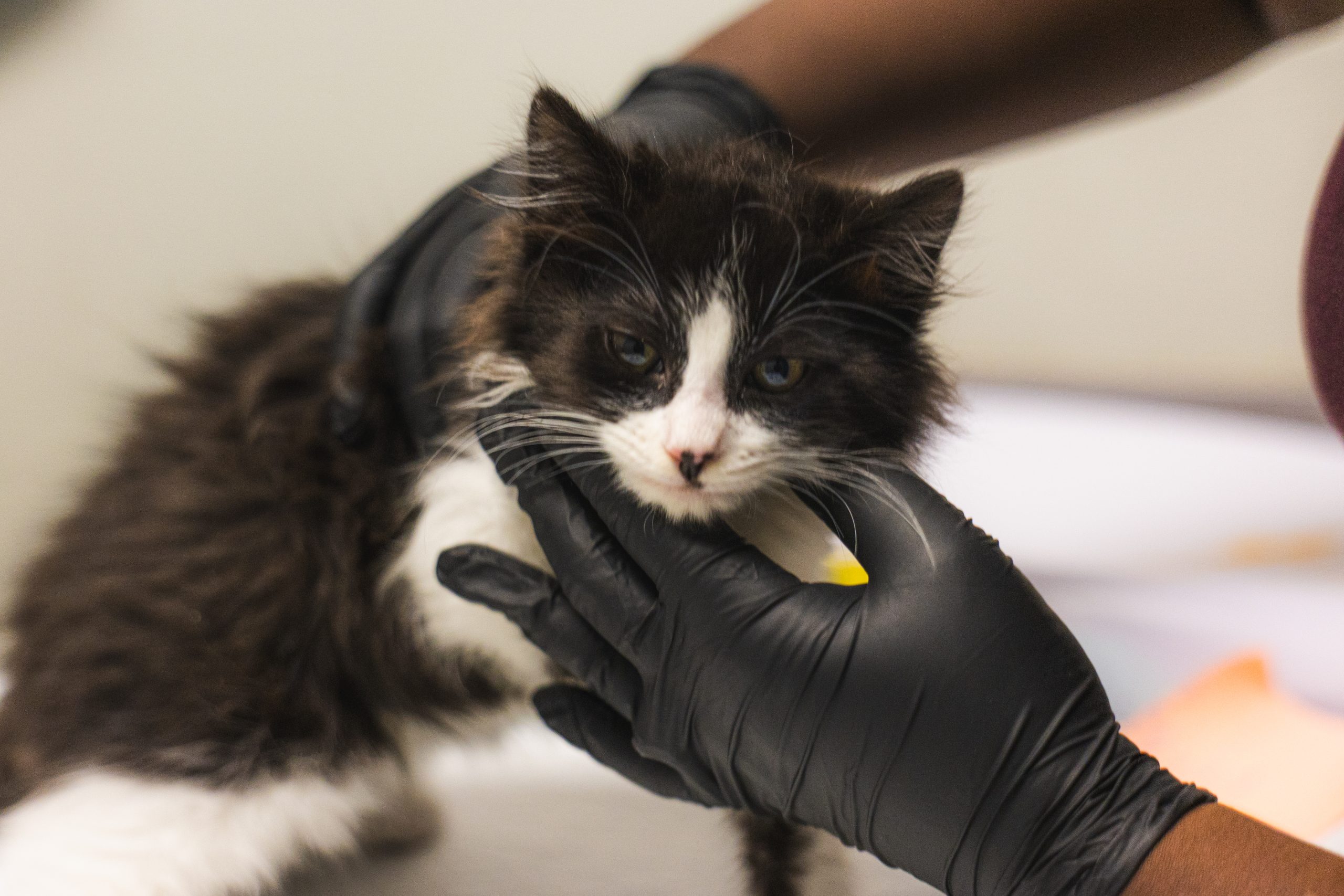 Sociedad Protectora env&iacute;a decenas de gatos rescatados en Julian a refugio en Texas