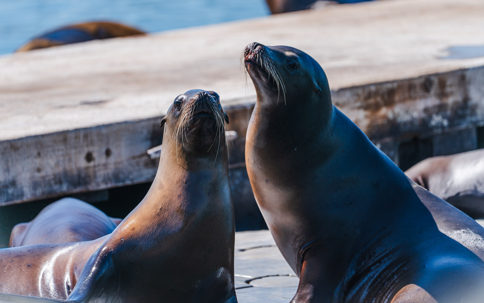 Alcalde expresa indignación tras agresión a un lobo marino en La Jolla Cove; autoridades federales investigan Alcalde expresa indignación tras agresión a un lobo marino en La Jolla Cove; autoridades federales investigan
