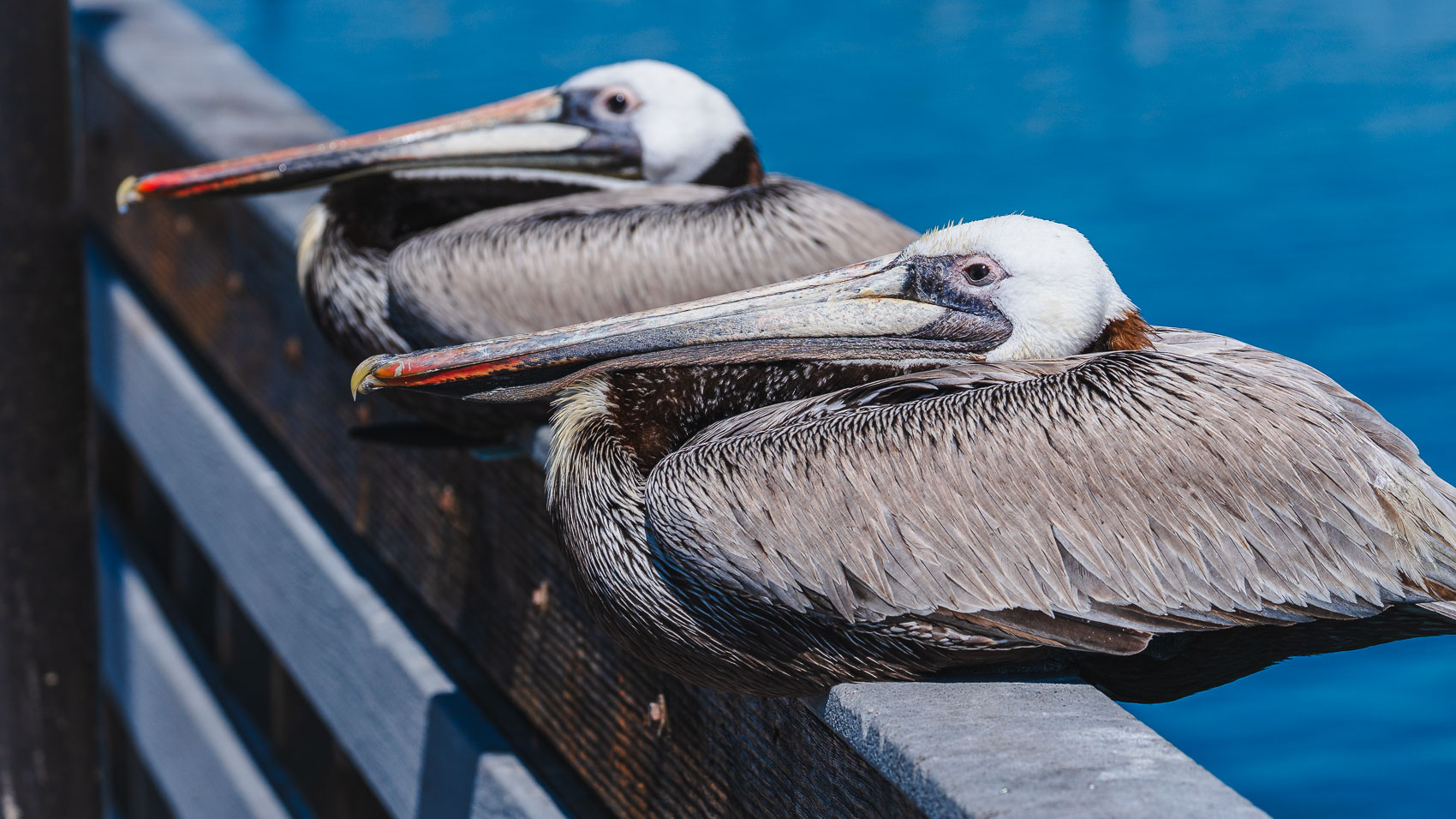 Aves marinas fam&eacute;licas cubren la costa de San Diego; el aumento de la temperatura del oc&eacute;ano es el responsable