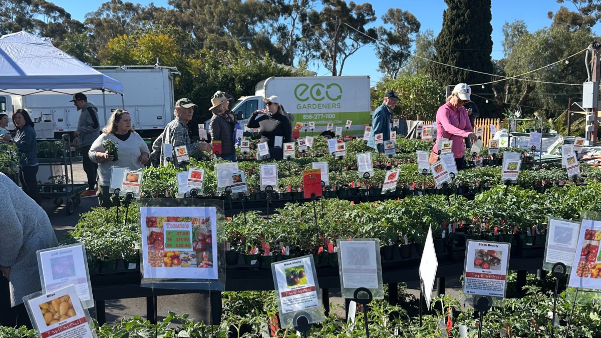 &lsquo;Tomatomania&rsquo; brings hundreds of rare varieties to San Diego County this weekend