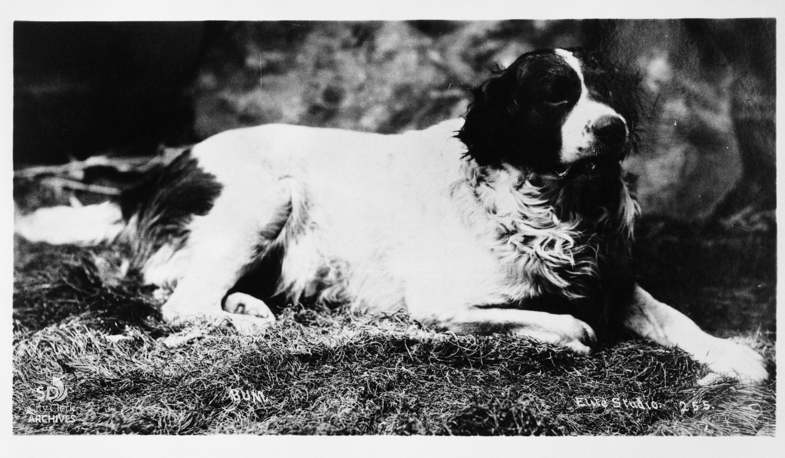 &lsquo;Bum the Dog&rsquo; &mdash; San Diego&rsquo;s beloved 19th century stray